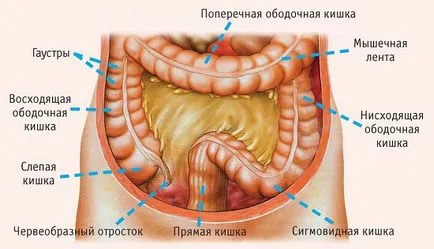 Лечение на язвен колит народни средства, лечение народни средства