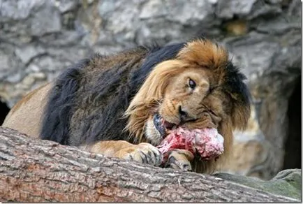 Lion - az állatok királya