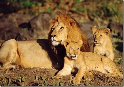 Lion - az állatok királya