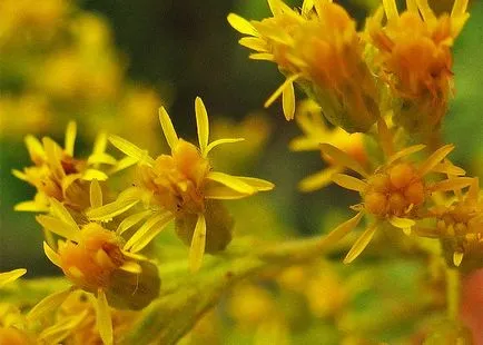 Gyógy virág aranyvessző vagy Solidago kanadai faj leírása fotókkal és hogyan növekszik a