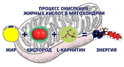 L-карнитин и неговата стойност за загуба на тегло