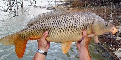 Carp horgászfelszerelés és a csali az ősszel