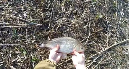 A legjobb módszer a fogása ponty a tavaszi - jellemzők és trükkök - halászat!