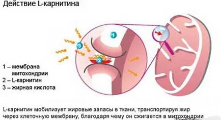 L-карнитин и неговата стойност за загуба на тегло