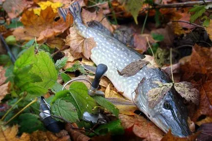 Pike de pescuit în aprilie, unde, cum și când este cel mai bine pentru pescuitul la stiuca în luna aprilie