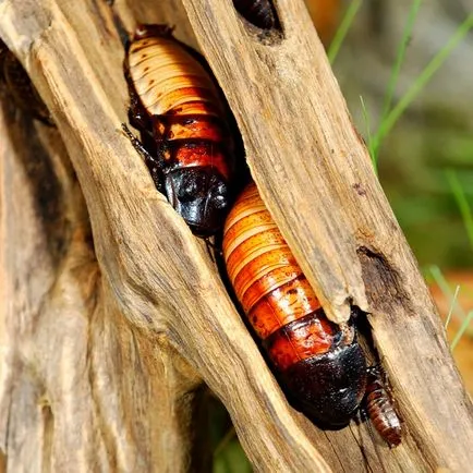 Madagascar șuierând gândac de bucătărie - jucărie exotice, fotografie