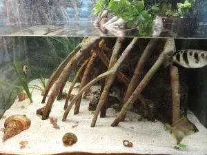 Mangrove gubanc az akvárium