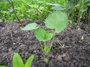 Mallow - plantarea și îngrijirea de flori decorative (soiuri de fotografie zebrina și roz) - un lucru ușor