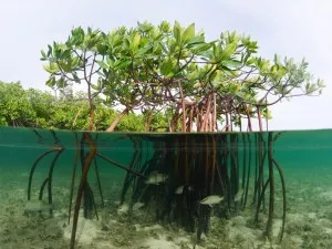 Mangrove gubanc az akvárium
