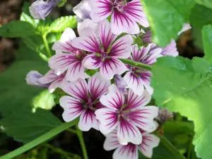 Mályva - ültetés és gondozása díszítő virágok (fotó zebrina fajták és rózsaszín) - könnyű dolog