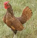 Малките породи пилешки всичко за домашни птици