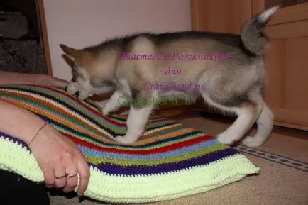 Mesterkurzus puha szőnyeg (lager) a kutya a saját kezével