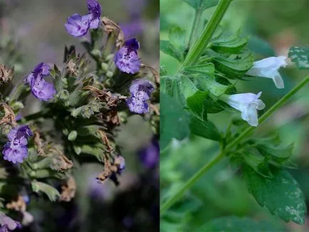 Citromfű, macskamenta, zmeegolovnika