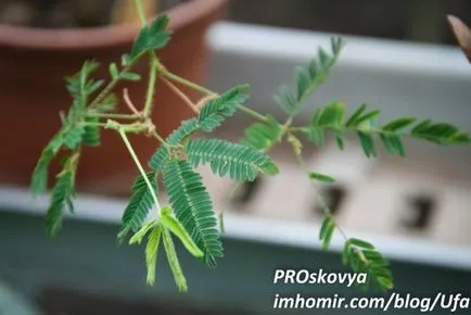 Mimosa pudica - planta, care este în mod clar inspirat de creatorul „Avatar“ - Dzheyms Kemeron