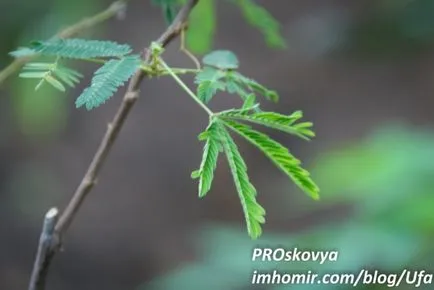 Szemérmes mimóza - a növény, amely egyértelműen ihlette alkotója „Avatar” - Dzheyms Kemeron