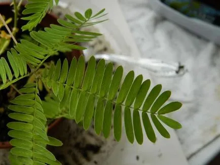 Mimosa pudica experiența personală de creștere