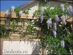 Frost wisteria makrostahiya 