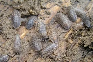 Woodlice a kertben, hogyan lehet megszabadulni a mágikus növények