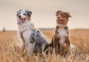 Lehetséges, hogy megöl egy kutyát, ha megtámadják, heppidogs