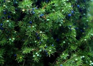 Juniperus - condiment pentru aromatizarea - carne de vânat - mese