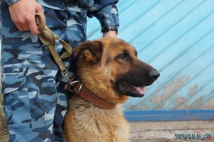 Shaggy правоприлагащите служители за кучетата на услуги в областта на полицейското chuna24