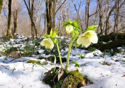 Frost (75 poze) specii și aterizare în special aplicații de îngrijire în horticultură ornamentale,