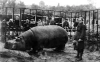 Zoo București - istorie, animale, Exotarium, o grădină zoologică - și cum să ajungi acolo