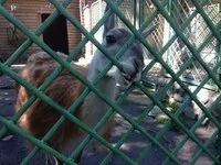 Zoo București - istorie, animale, Exotarium, o grădină zoologică - și cum să ajungi acolo