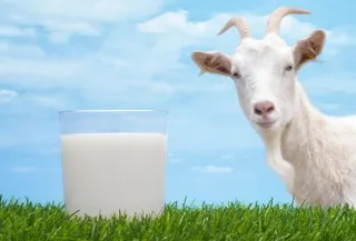 Cum de capră de ajutor de lapte pentru sugari