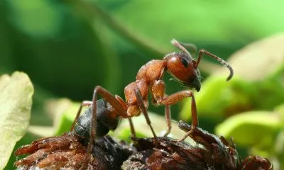 Ant - снимки за детски снимки