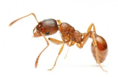 Ant - снимки за детски снимки