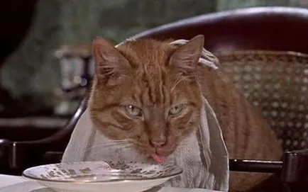 Szemtelen arc a legjobb vörös macska filmek