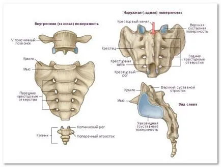 MRI coccyx készítmény, gazdaság, bemutatva