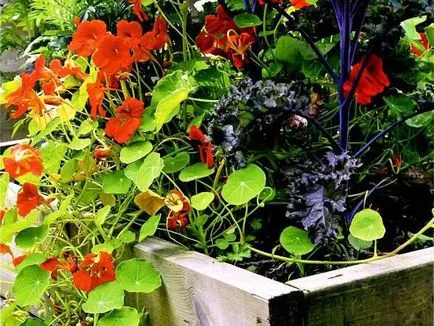 Nasturtium - proprietăți utile, utilizare, cultivare, sezonul de vară