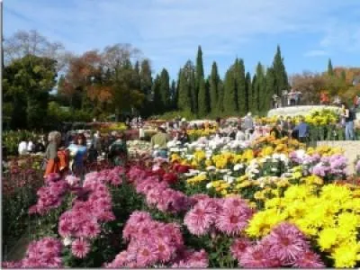 Nikitsky Grădina Botanică din Crimeea