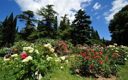 Nikitsky Ботаническата градина в Крим