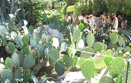 Nikitsky Ботаническата градина в Крим