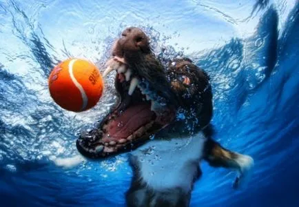 Diving Dog - o captură bună pentru casta seturi de fotograf, povestiri scurte Teckel lung