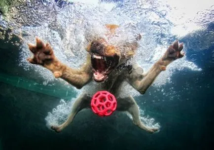 Diving Dog - o captură bună pentru casta seturi de fotograf, povestiri scurte Teckel lung