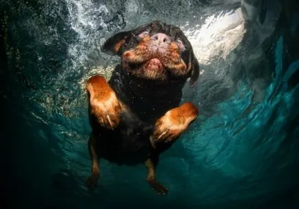 Búvárkodás Dog - jó fogást a fotós szett kaszt, novella hosszú tacskó