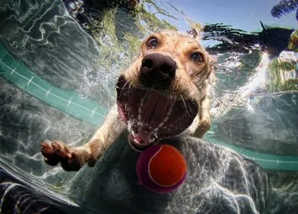 Diving Dog - o captură bună pentru casta seturi de fotograf, povestiri scurte Teckel lung