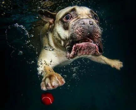 Diving Dog - o captură bună pentru casta seturi de fotograf, povestiri scurte Teckel lung