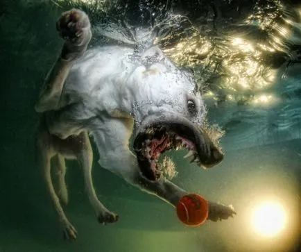 Diving Dog - o captură bună pentru casta seturi de fotograf, povestiri scurte Teckel lung