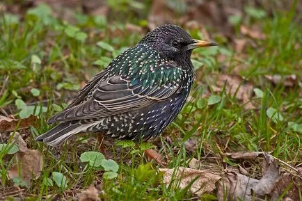 Starling comună, blogul lui Vladimir Sergunina