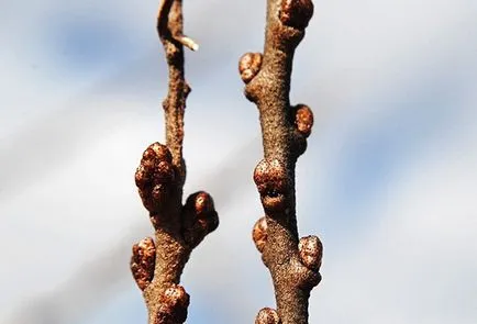 Buckthorn ültetés és gondozás, növekvő titkok