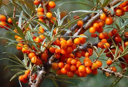 Buckthorn ültetés és gondozás, növekvő titkok