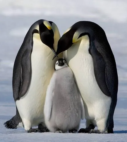 Bájos pingvinyata (11 fotó)