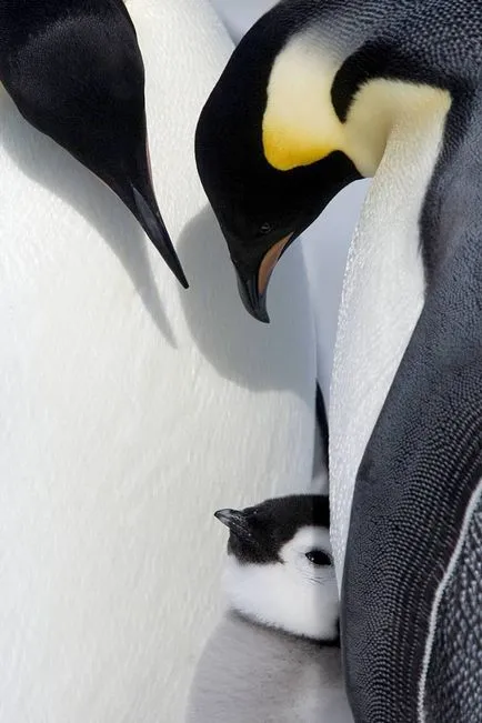 Bájos pingvinyata (11 fotó)