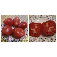 Flacăra olimpică pentru a cumpăra semințe de tomate magazin online - tomate Elbrus
