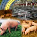 Caracteristici de creștere porci în casă, sectorul agricol
